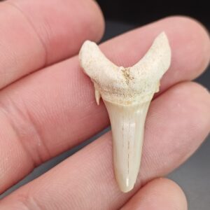 Dent Requin - Khourigba - Maroc
