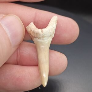Dent Requin - Khourigba - Maroc