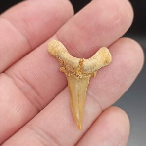 Dent Requin - Khourigba - Maroc